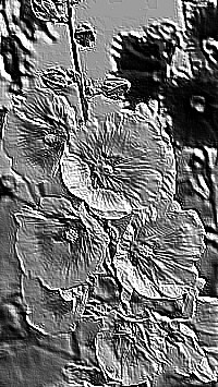 Skamielina