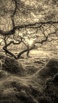 Sepia