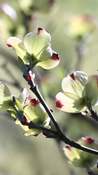 Oryginalny obrazek