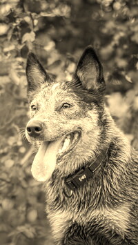 Szary + Sepia