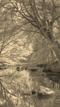 Sepia