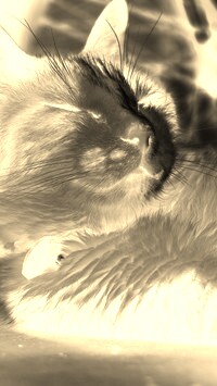 Sepia + Negatyw