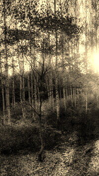 Szary + Sepia