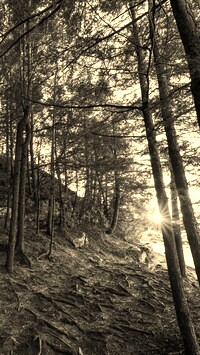 Sepia