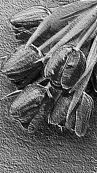 Skamielina