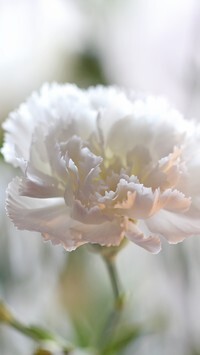 Oryginalny obrazek
