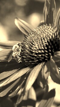 Szary + Sepia