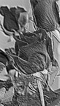 Skamielina