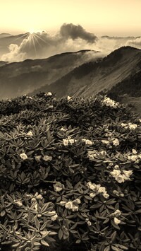 Szary + Sepia