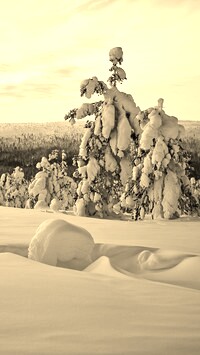 Szary + Sepia