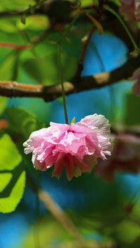 Oryginalny obrazek