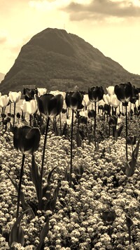 Szary + Sepia