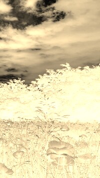 Sepia + Negatyw