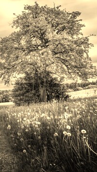 Szary + Sepia