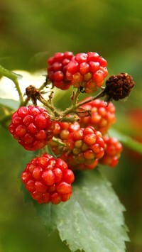 Oryginalny obrazek