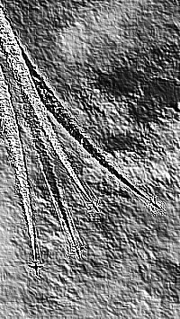 Skamielina