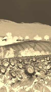 Sepia + Negatyw
