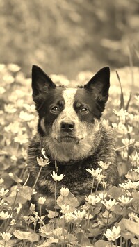 Sepia