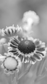 Szary