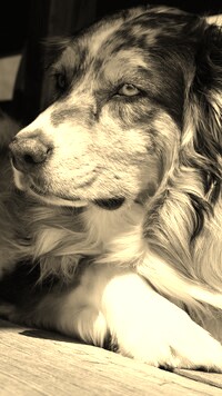 Sepia