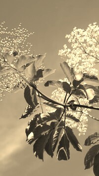 Szary + Sepia