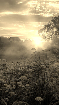 Sepia