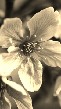 Szary + Sepia