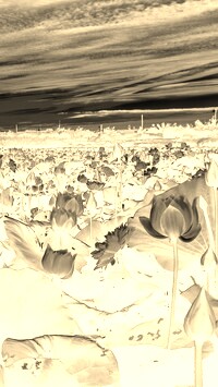 Sepia + Negatyw