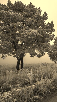 Szary + Sepia
