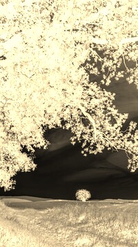 Sepia + Negatyw