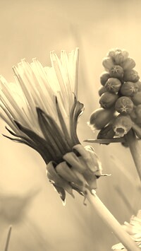 Szary + Sepia