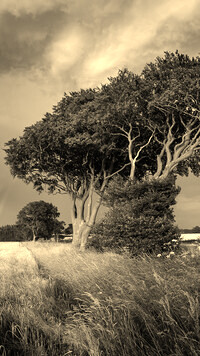 Sepia