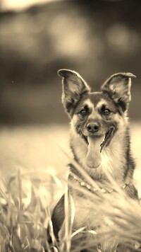 Szary + Sepia
