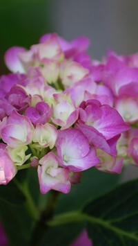 Oryginalny obrazek
