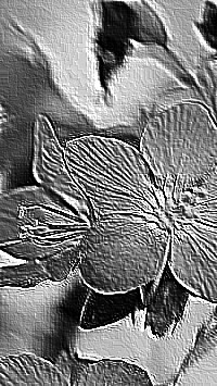 Skamielina
