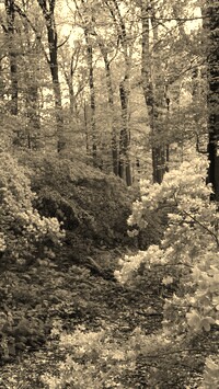 Szary + Sepia