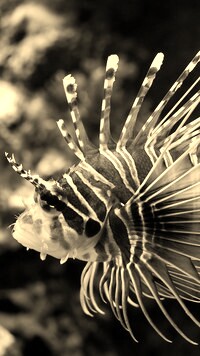 Szary + Sepia