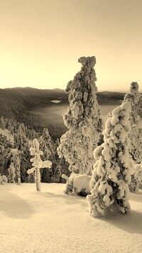 Szary + Sepia