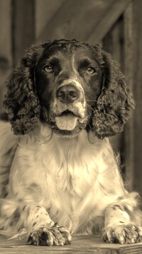 Sepia