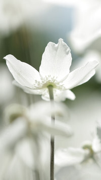 Oryginalny obrazek