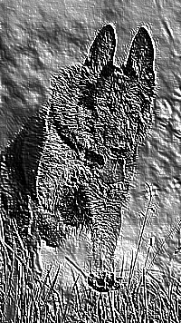 Skamielina