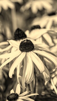 Szary + Sepia