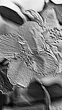 Skamielina