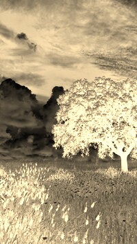 Sepia + Negatyw