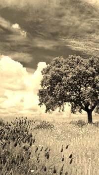 Szary + Sepia