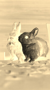 Sepia + Negatyw