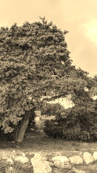 Szary + Sepia