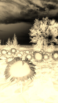 Sepia + Negatyw