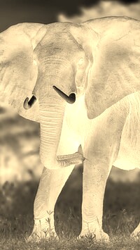 Sepia + Negatyw