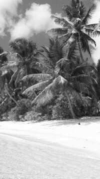 Szary